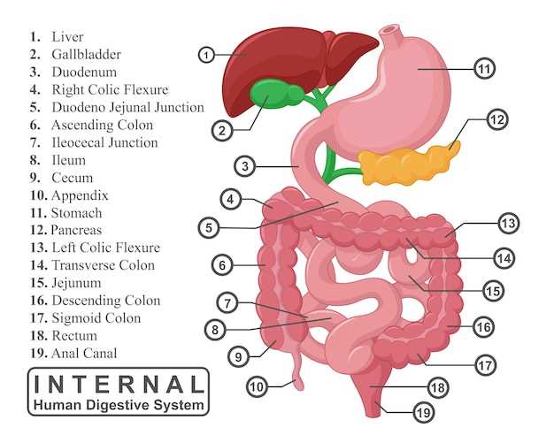 Анатомия человека: где находится желудок и поджелудочная железа?